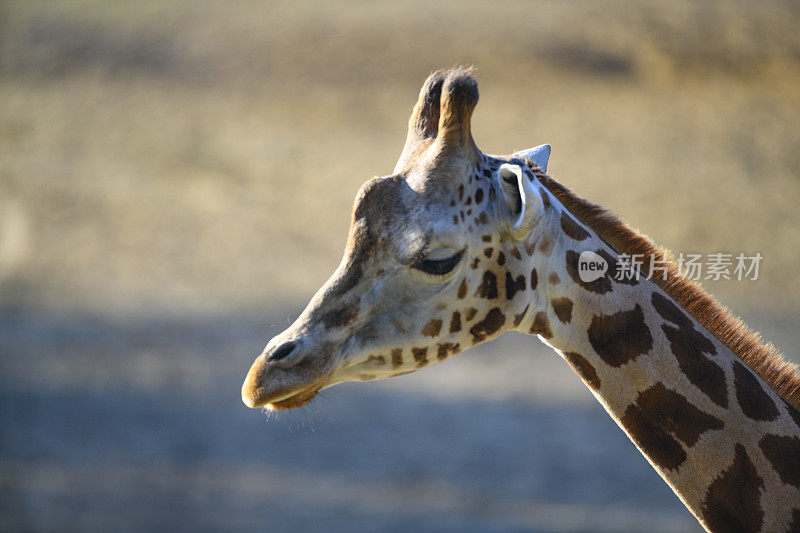 长颈鹿或特定的罗斯柴尔德长颈鹿(长颈鹿camelopardalis Rothschild)